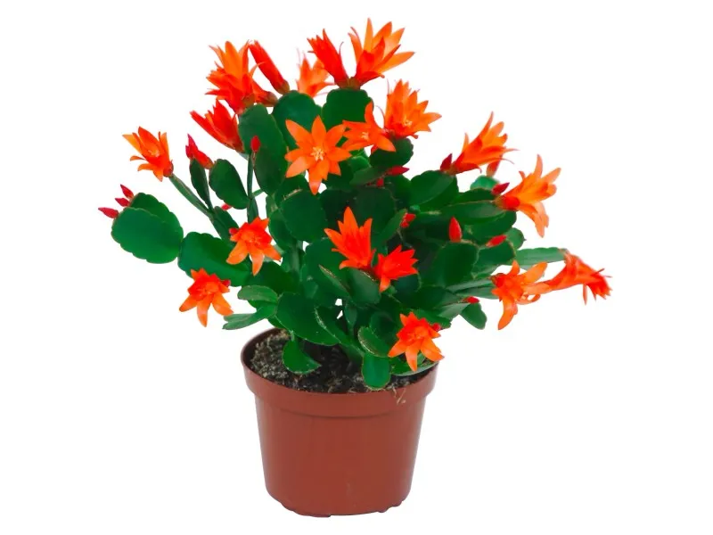 Cactus di Pasqua arancione in vaso Ø 9 cm