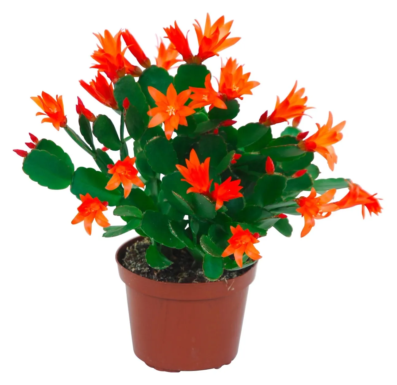 Cactus di Pasqua arancione in vaso Ø 9 cm