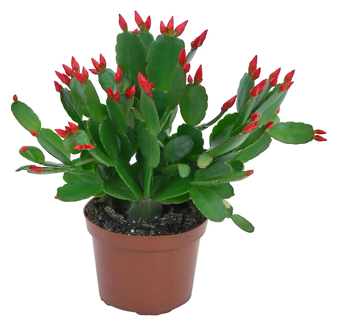 Cactus di Pasqua arancione in vaso Ø 9 cm