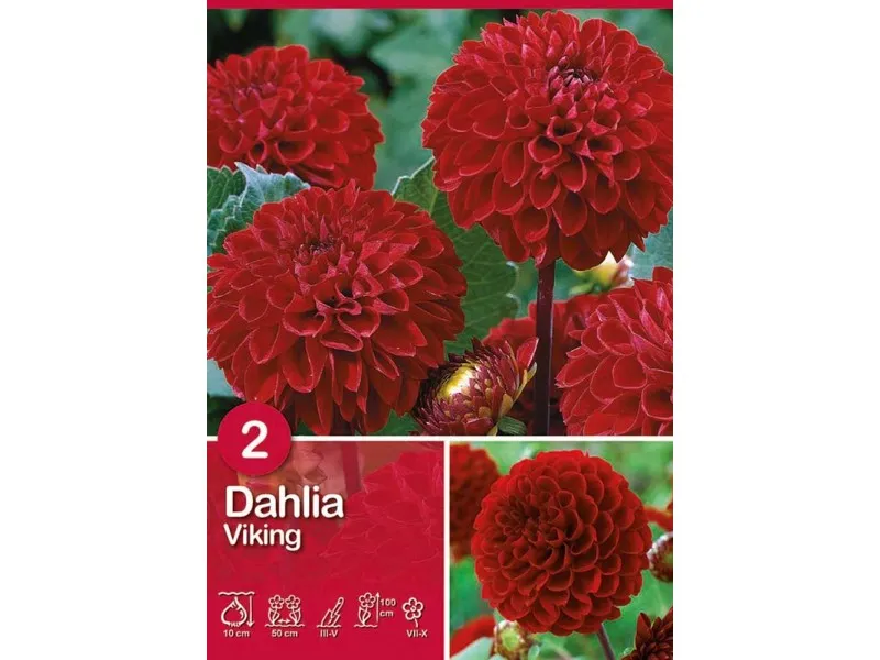 Dalia 