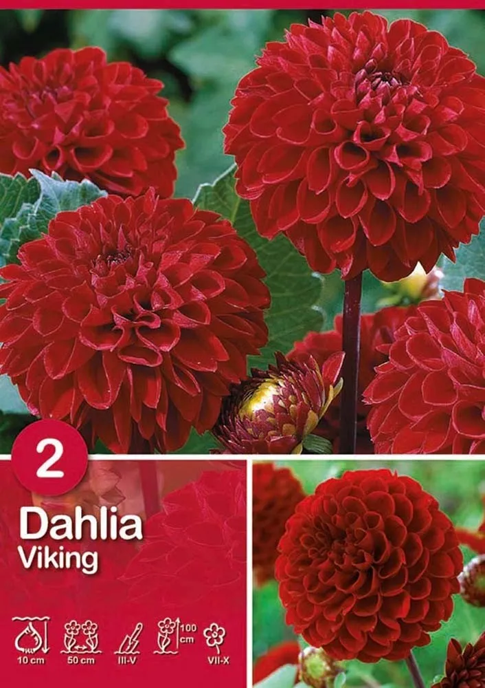 Dalia 