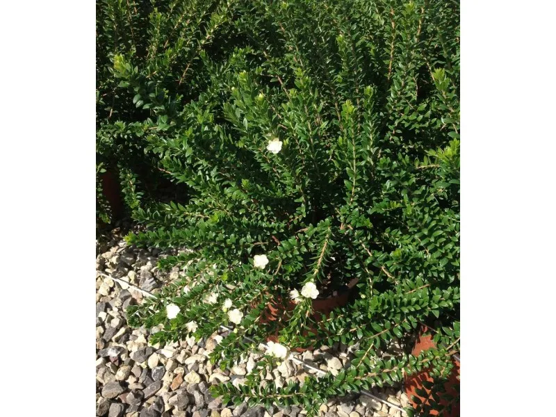 Mirto comune Tarentina cespuglio h 30/40 cm