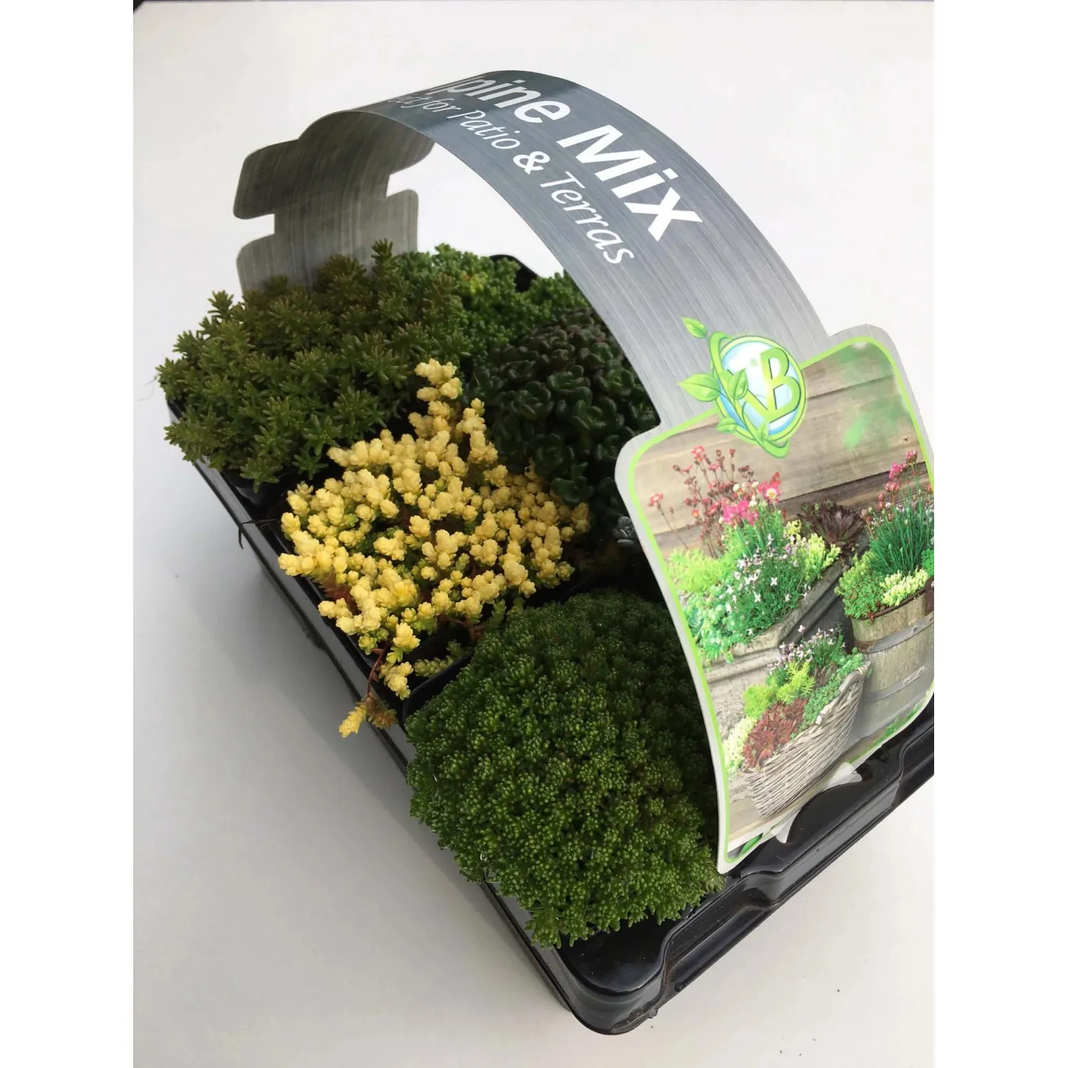 Miscela di peperoni da parete Confezione da 6 vasi Ø 7 cm circa Sedum