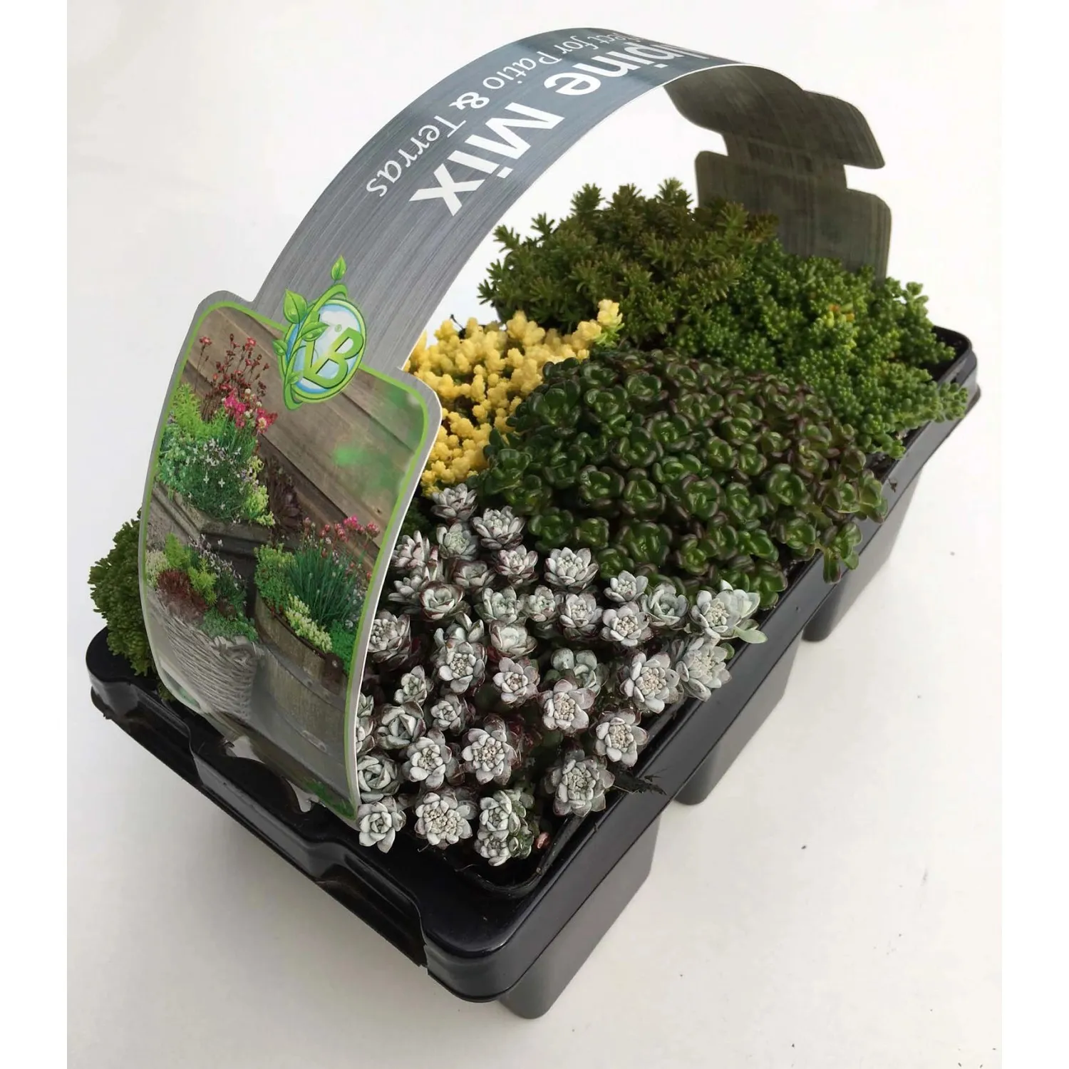 Miscela di peperoni da parete Confezione da 6 vasi Ø 7 cm circa Sedum