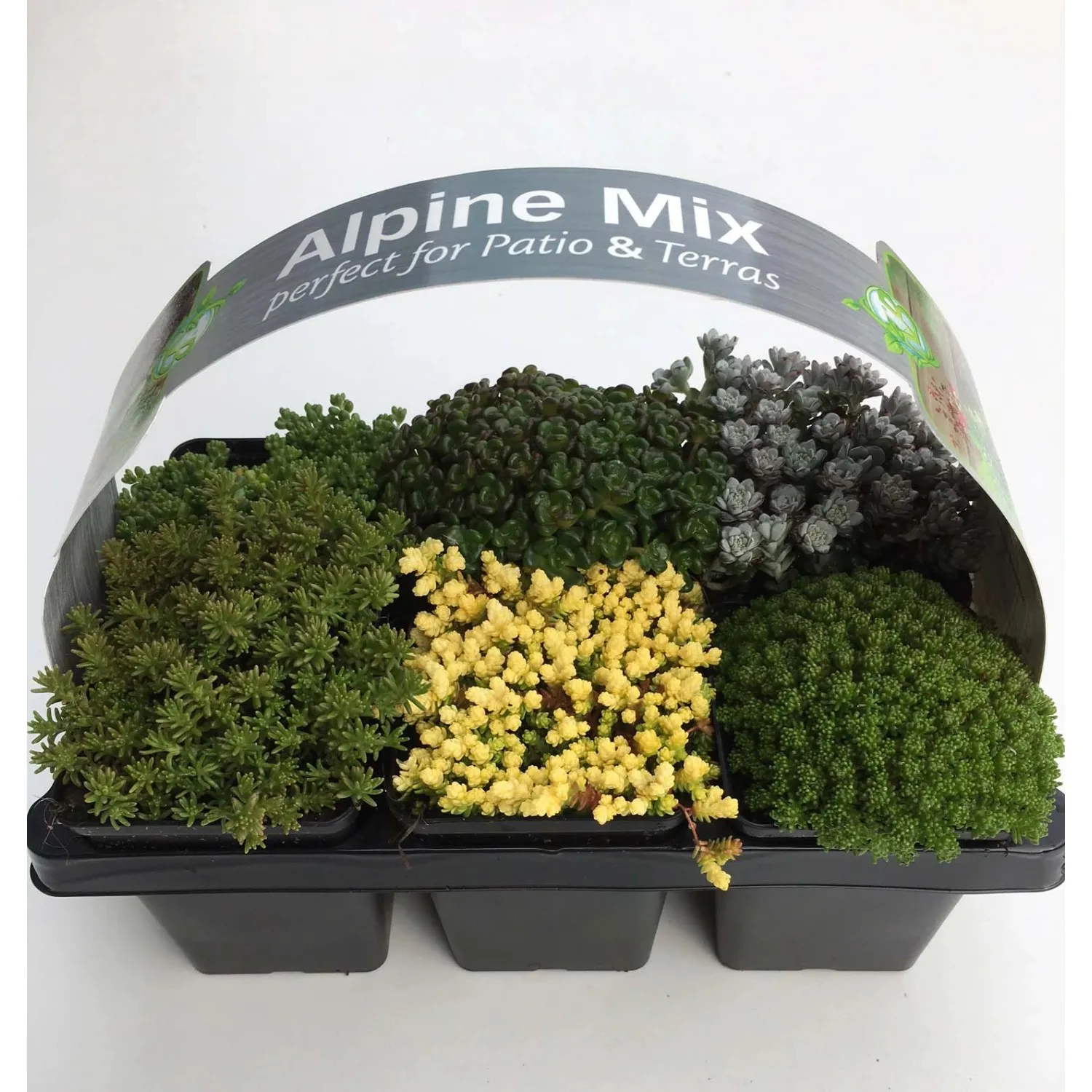 Miscela di peperoni da parete Confezione da 6 vasi Ø 7 cm circa Sedum